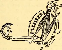 An illustration from Animal locomotion, or Walking, swimming, and flying, with a dissertation on aëronautics (1874)