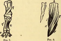 An illustration from Animal locomotion, or Walking, swimming, and flying, with a dissertation on aëronautics (1874)
