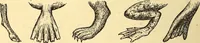 An illustration from Animal locomotion, or Walking, swimming, and flying, with a dissertation on aëronautics (1874)
