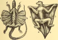 An illustration from Animal locomotion, or Walking, swimming, and flying, with a dissertation on aëronautics (1874)