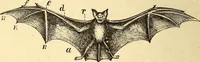 An illustration from Animal locomotion, or Walking, swimming, and flying, with a dissertation on aëronautics (1874)
