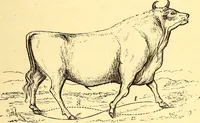 An illustration from Animal locomotion, or Walking, swimming, and flying, with a dissertation on aëronautics (1874)