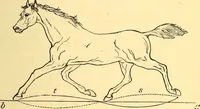 An illustration from Animal locomotion, or Walking, swimming, and flying, with a dissertation on aëronautics (1874)