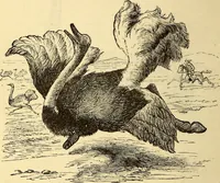 An illustration from Animal locomotion, or Walking, swimming, and flying, with a dissertation on aëronautics (1874)
