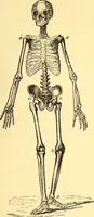 An illustration from Animal locomotion, or Walking, swimming, and flying, with a dissertation on aëronautics (1874)