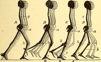 An illustration from Animal locomotion, or Walking, swimming, and flying, with a dissertation on aëronautics (1874)