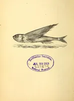 An illustration from Animal locomotion, or Walking, swimming, and flying, with a dissertation on aëronautics (1874)