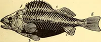 An illustration from Animal locomotion, or Walking, swimming, and flying, with a dissertation on aëronautics (1874)