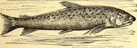 An illustration from Animal locomotion, or Walking, swimming, and flying, with a dissertation on aëronautics (1874)