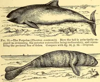 An illustration from Animal locomotion, or Walking, swimming, and flying, with a dissertation on aëronautics (1874)