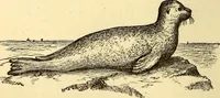 An illustration from Animal locomotion, or Walking, swimming, and flying, with a dissertation on aëronautics (1874)