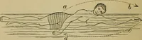 An illustration from Animal locomotion or walking, swimming, and flying : with a dissertation on aëronautics (1873)