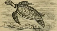 An illustration from Animal locomotion or walking, swimming, and flying : with a dissertation on aëronautics (1873)