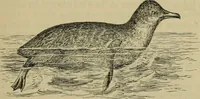 An illustration from Animal locomotion or walking, swimming, and flying : with a dissertation on aëronautics (1873)