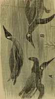An illustration from Animal locomotion or walking, swimming, and flying : with a dissertation on aëronautics (1873)