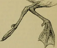 An illustration from Animal locomotion or walking, swimming, and flying : with a dissertation on aëronautics (1873)