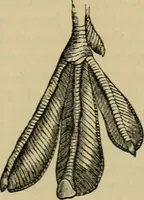 An illustration from Animal locomotion or walking, swimming, and flying : with a dissertation on aëronautics (1873)