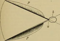 An illustration from Animal locomotion or walking, swimming, and flying : with a dissertation on aëronautics (1873)