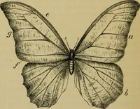 An illustration from Animal locomotion or walking, swimming, and flying : with a dissertation on aëronautics (1873)