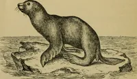 An illustration from Animal locomotion or walking, swimming, and flying : with a dissertation on aëronautics (1873)