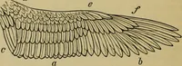An illustration from Animal locomotion or walking, swimming, and flying : with a dissertation on aëronautics (1873)