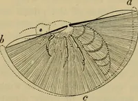 An illustration from Animal locomotion or walking, swimming, and flying : with a dissertation on aëronautics (1873)