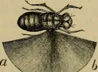 An illustration from Animal locomotion or walking, swimming, and flying : with a dissertation on aëronautics (1873)