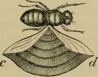 An illustration from Animal locomotion or walking, swimming, and flying : with a dissertation on aëronautics (1873)