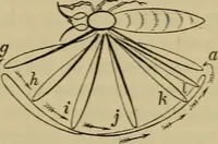An illustration from Animal locomotion or walking, swimming, and flying : with a dissertation on aëronautics (1873)