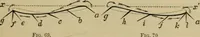 An illustration from Animal locomotion or walking, swimming, and flying : with a dissertation on aëronautics (1873)