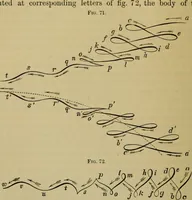 An illustration from Animal locomotion or walking, swimming, and flying : with a dissertation on aëronautics (1873)