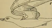 An illustration from Animal locomotion or walking, swimming, and flying : with a dissertation on aëronautics (1873)
