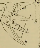 An illustration from Animal locomotion or walking, swimming, and flying : with a dissertation on aëronautics (1873)
