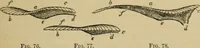 An illustration from Animal locomotion or walking, swimming, and flying : with a dissertation on aëronautics (1873)