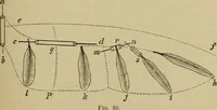 An illustration from Animal locomotion or walking, swimming, and flying : with a dissertation on aëronautics (1873)