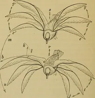 An illustration from Animal locomotion or walking, swimming, and flying : with a dissertation on aëronautics (1873)