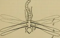 An illustration from Animal locomotion or walking, swimming, and flying : with a dissertation on aëronautics (1873)