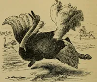 An illustration from Animal locomotion or walking, swimming, and flying : with a dissertation on aëronautics (1873)