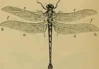 An illustration from Animal locomotion or walking, swimming, and flying : with a dissertation on aëronautics (1873)