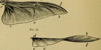 An illustration from Animal locomotion or walking, swimming, and flying : with a dissertation on aëronautics (1873)