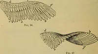 An illustration from Animal locomotion or walking, swimming, and flying : with a dissertation on aëronautics (1873)