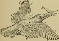 An illustration from Animal locomotion or walking, swimming, and flying : with a dissertation on aëronautics (1873)