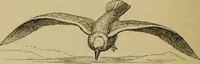 An illustration from Animal locomotion or walking, swimming, and flying : with a dissertation on aëronautics (1873)