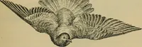 An illustration from Animal locomotion or walking, swimming, and flying : with a dissertation on aëronautics (1873)