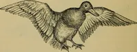 An illustration from Animal locomotion or walking, swimming, and flying : with a dissertation on aëronautics (1873)