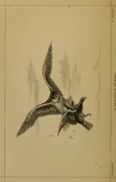 An illustration from Animal locomotion or walking, swimming, and flying : with a dissertation on aëronautics (1873)