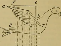 An illustration from Animal locomotion or walking, swimming, and flying : with a dissertation on aëronautics (1873)