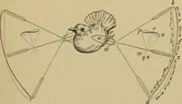 An illustration from Animal locomotion or walking, swimming, and flying : with a dissertation on aëronautics (1873)
