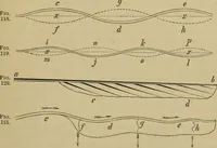 An illustration from Animal locomotion or walking, swimming, and flying : with a dissertation on aëronautics (1873)