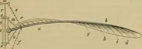 An illustration from Animal locomotion or walking, swimming, and flying : with a dissertation on aëronautics (1873)